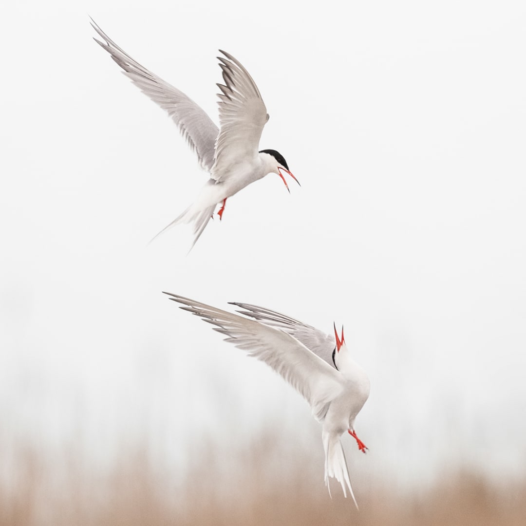 Pourquoi la photo animalière & nature ?
