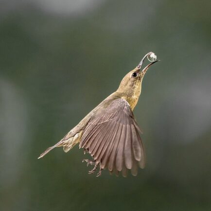 photographe oiseaux nature wildlife