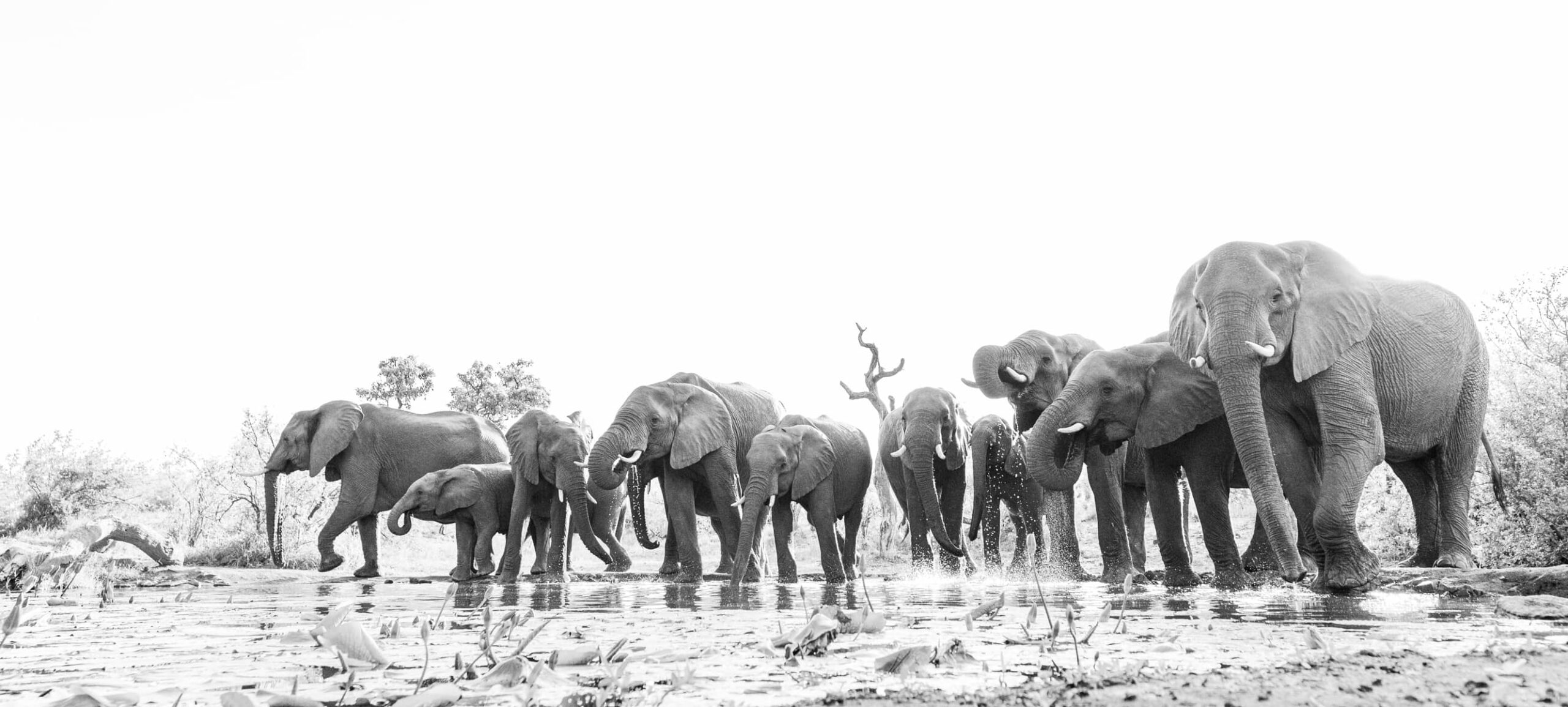 troupeau d'éléphants en train de boire