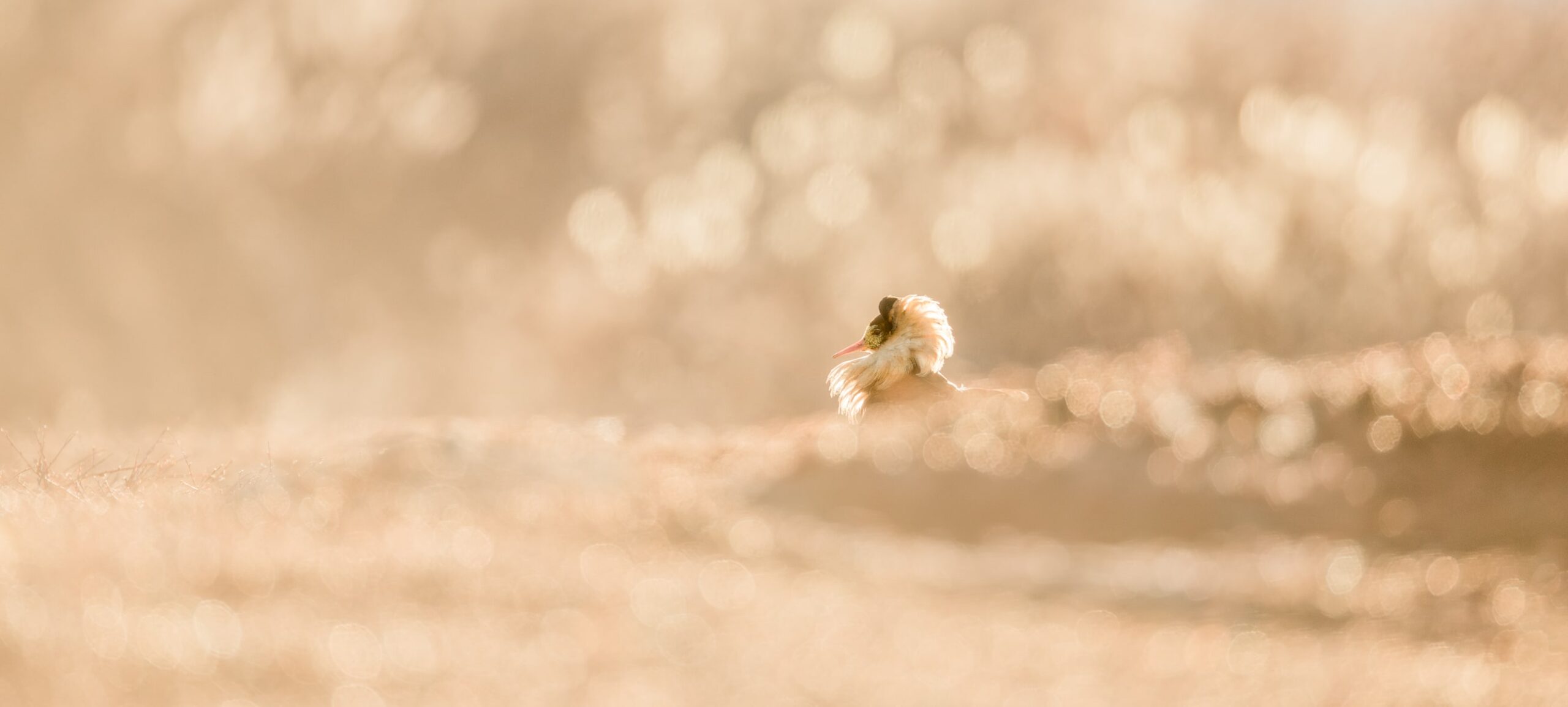 photographe animalier lapland laponie