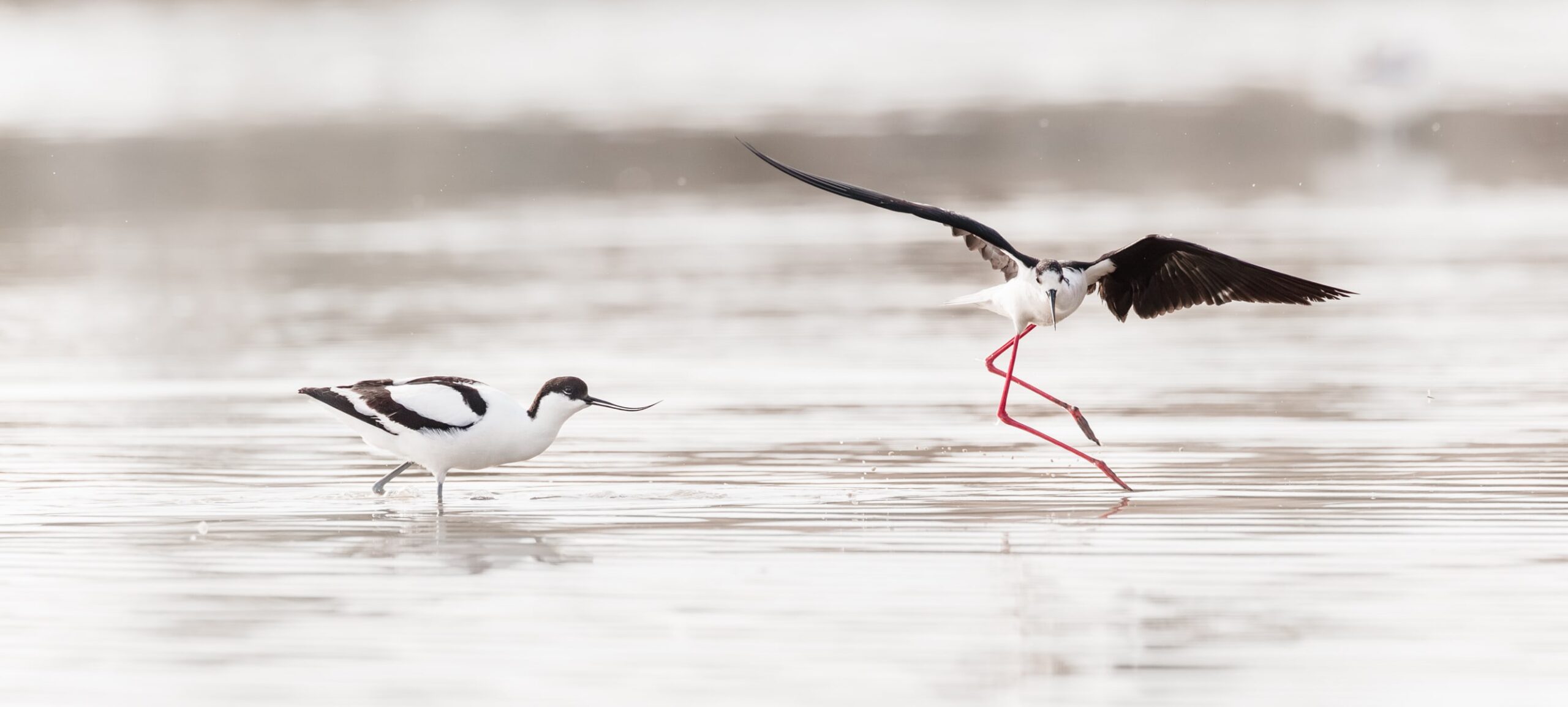 avocette et échasse