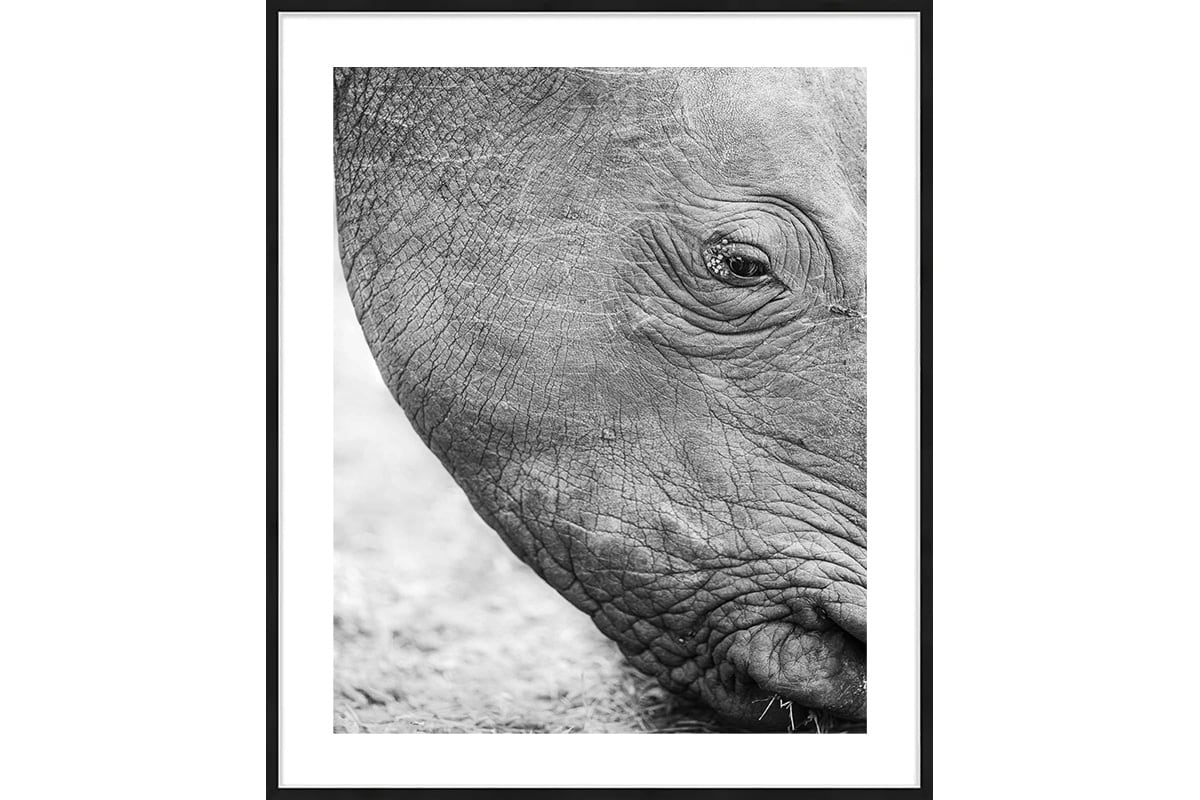 photo animalière d'hippopotame en noir et blanc