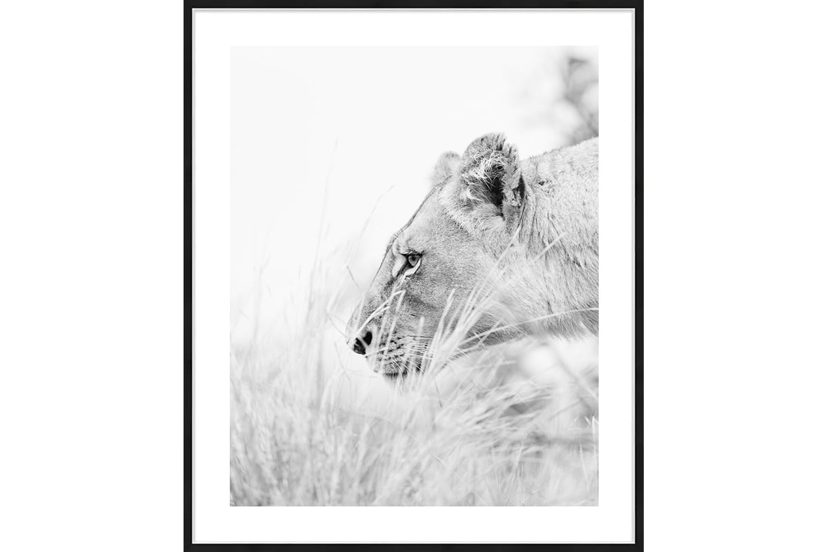 photo portrait de lionne en noir et blanc