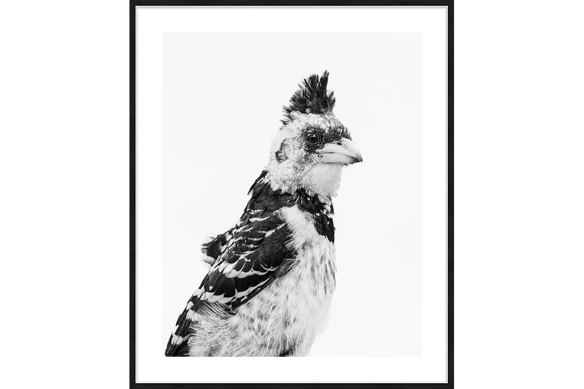 photo d'oiseaux africain en noir et blanc