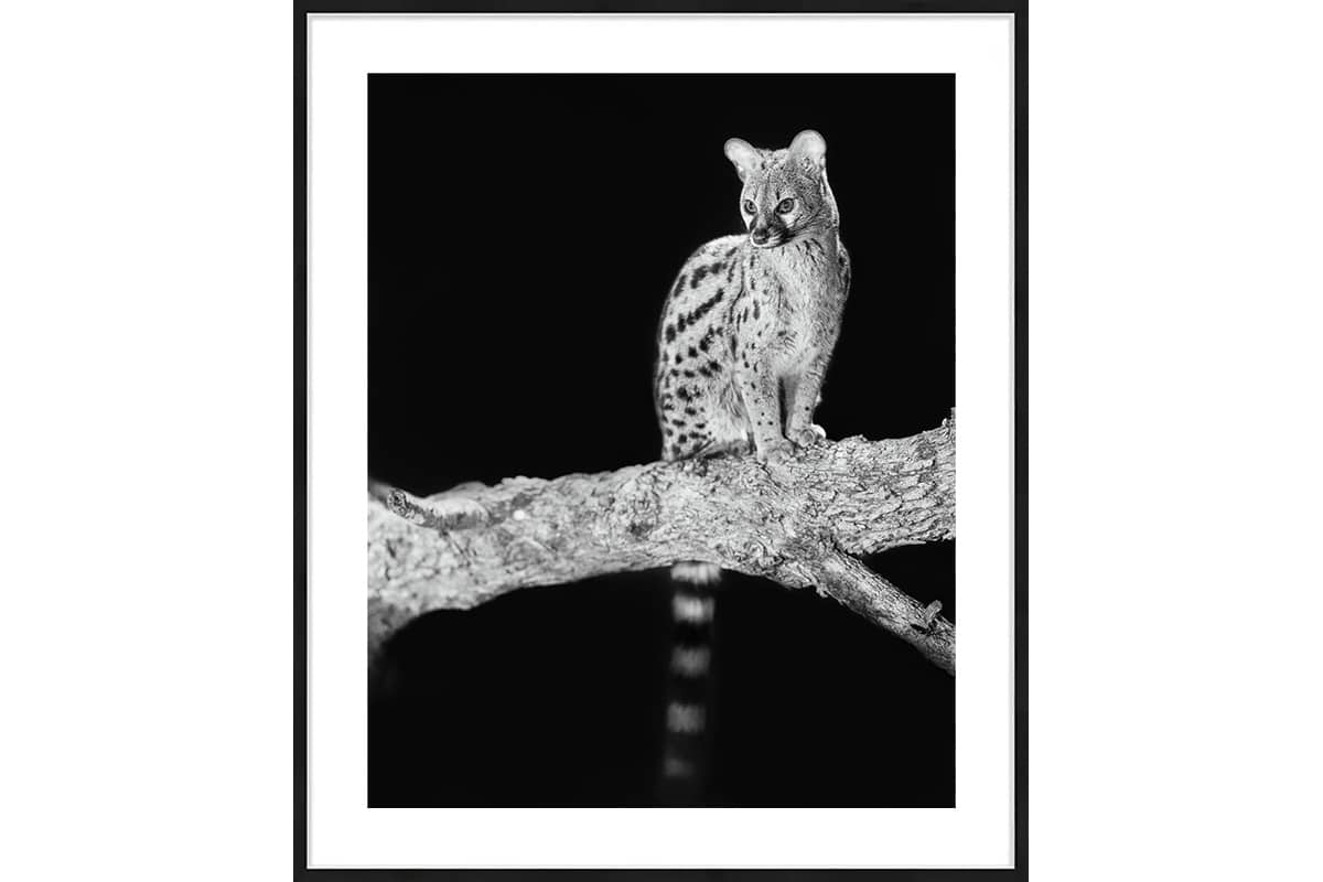 photo animalière de genette en noir et blanc