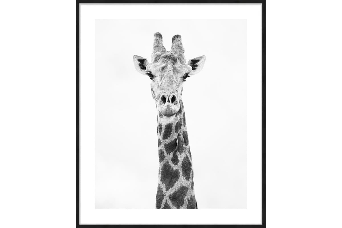 photo animalière d'une girafe en noir et blanc