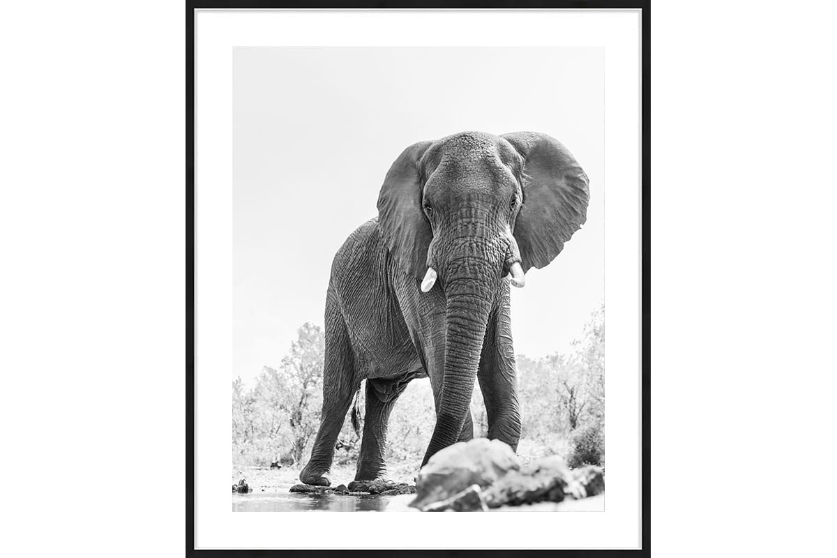 photo animalière d'un éléphant en noir et blanc