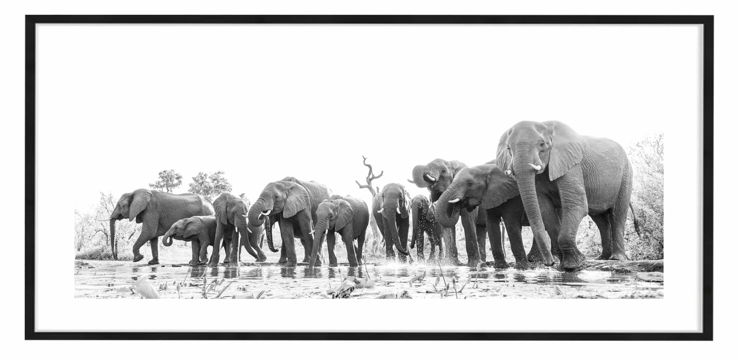 photo animalière d'un trouoeau d'éléphant en noir et blanc