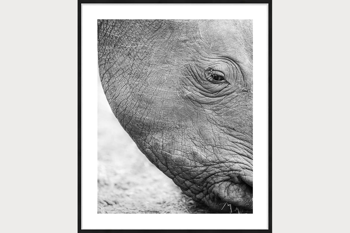 Photographe animalier Africa