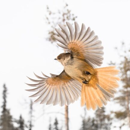 oiseau en vol